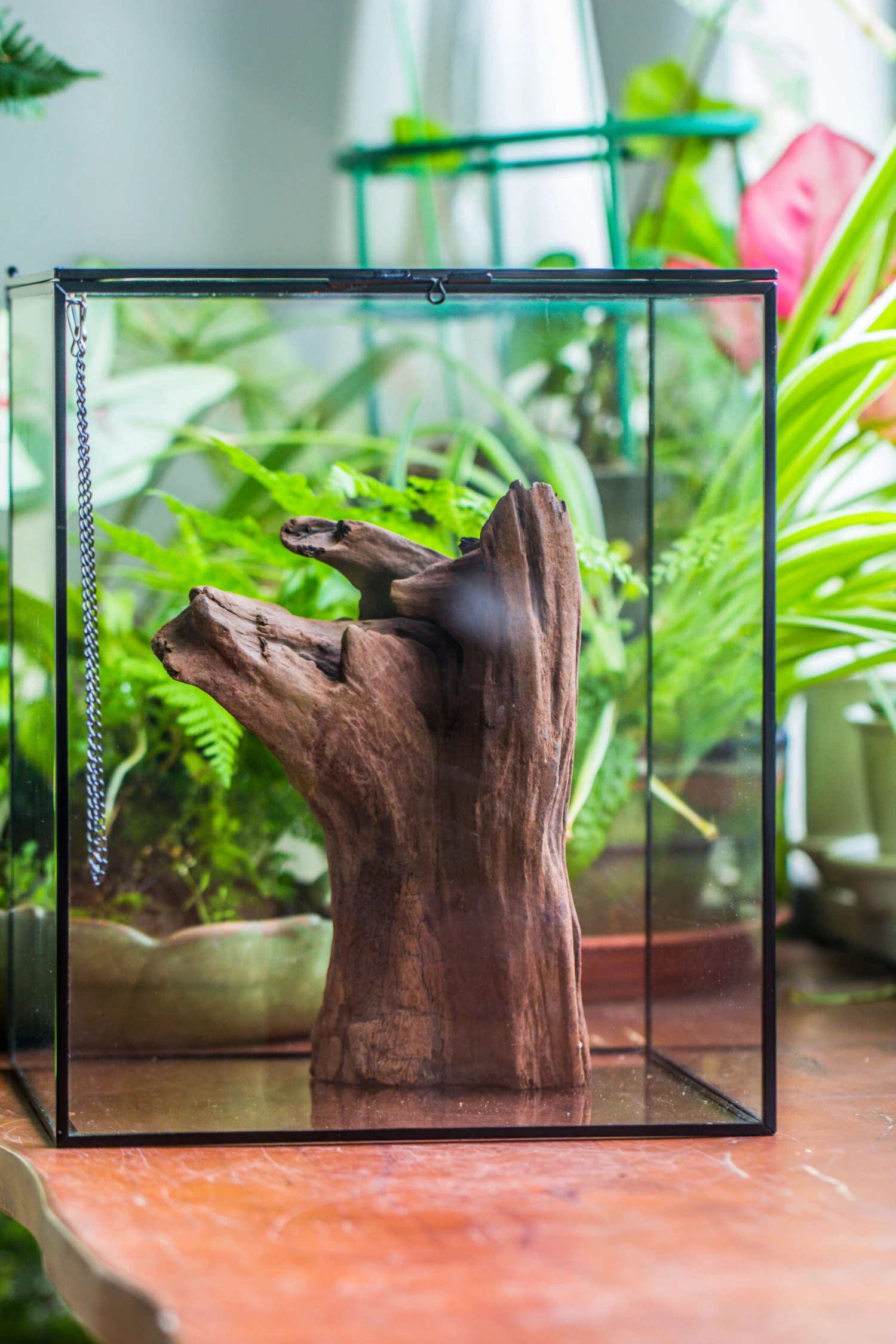 Natural Driftwood For Moss Terrarium, Miniature, Micro Landscape, Unique 10-22, Suitable For Both Live And Preserved Moss 7 Natural Driftwood For Moss Terrarium, Miniature, Micro Landscape, Unique 10-22, Suitable For Both Live And Preserved Moss - Image 7