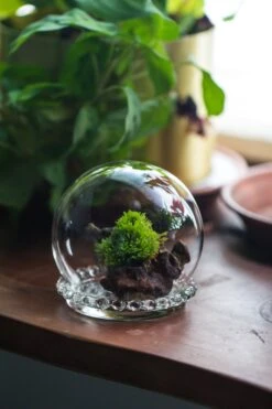 3 Units Mini Glass Globe Cloche With Decorative Beaded Base 9.5x10.8cm -Ncyp Garden Sale Shop IMG 8151