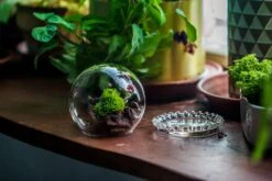 3 Units Mini Glass Globe Cloche With Decorative Beaded Base 9.5x10.8cm -Ncyp Garden Sale Shop IMG 8153