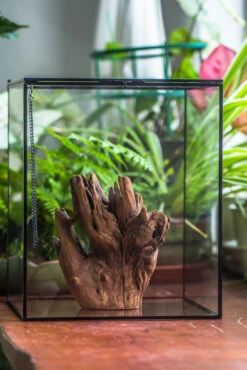 Natural Driftwood For Moss Terrarium, Miniature, Micro Landscape, Unique 10-17, Suitable For Both Live And Preserved Moss 9 Natural Driftwood For Moss Terrarium, Miniature, Micro Landscape, Unique 10-17, Suitable For Both Live And Preserved Moss -Ncyp Garden Sale Shop IMG 8155