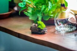 3 Units Mini Glass Globe Cloche With Decorative Beaded Base 9.5x10.8cm -Ncyp Garden Sale Shop IMG 8158