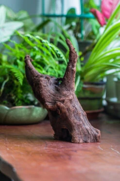 Natural Driftwood For Moss Terrarium, Miniature, Micro Landscape, Unique 10-47, Suitable For Both Live And Preserved Moss -Ncyp Garden Sale Shop IMG 8167