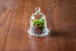 3 Units Mini Bell Shape Glass Cloche Dome With Beaded Decorative Base 9.5x14cm 31 3 Units Mini Bell Shape Glass Cloche Dome With Beaded Decorative Base 9.5x14cm -Ncyp Garden Sale Shop IMG 8170