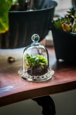 3 Units Mini Bell Shape Glass Cloche Dome With Beaded Decorative Base 9.5x14cm 23 3 Units Mini Bell Shape Glass Cloche Dome With Beaded Decorative Base 9.5x14cm -Ncyp Garden Sale Shop IMG 8177