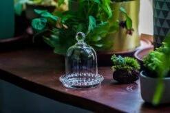 3 Units Mini Bell Shape Glass Cloche Dome With Beaded Decorative Base 9.5x14cm 26 3 Units Mini Bell Shape Glass Cloche Dome With Beaded Decorative Base 9.5x14cm -Ncyp Garden Sale Shop IMG 8184