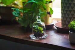 3 Units Mini Bell Shape Glass Cloche Dome With Beaded Decorative Base 9.5x14cm 27 3 Units Mini Bell Shape Glass Cloche Dome With Beaded Decorative Base 9.5x14cm -Ncyp Garden Sale Shop IMG 8187