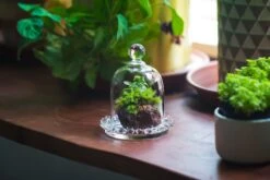 3 Units Mini Bell Shape Glass Cloche Dome With Beaded Decorative Base 9.5x14cm 29 3 Units Mini Bell Shape Glass Cloche Dome With Beaded Decorative Base 9.5x14cm -Ncyp Garden Sale Shop IMG 8189