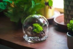 3 Units Mini Glass Globe Cloche With Decorative Beaded Base 9.5x10.8cm -Ncyp Garden Sale Shop IMG 8190