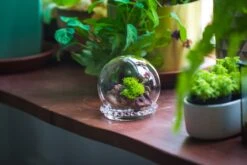 3 Units Mini Glass Globe Cloche With Decorative Beaded Base 9.5x10.8cm -Ncyp Garden Sale Shop IMG 8191
