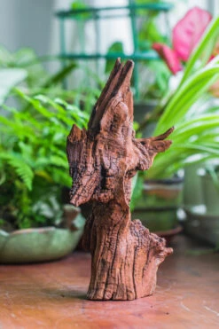 Natural Driftwood For Moss Terrarium, Miniature, Micro Landscape, Unique 10-33, Suitable For Both Live And Preserved Moss -Ncyp Garden Sale Shop IMG 8197