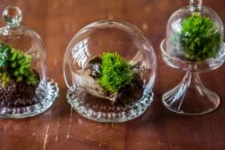 3 Units Mini Glass Globe Cloche With Decorative Beaded Base 9.5x10.8cm -Ncyp Garden Sale Shop IMG 8212