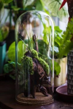 Glass Cloche Dome Tube Glass Cloche Dome With Corkplug Multiple Size Available -Ncyp Garden Sale Shop IMG 8233