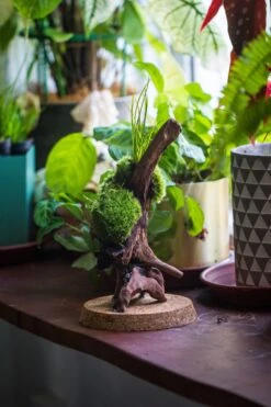 20x30cm Multiple Pieces Live Dry Leucobryum Moss, Cushion Moss Will Regreen, For Terrarium, Micro Landscape -Ncyp Garden Sale Shop IMG 8238 ca6d3cf1 23b1 490f a619 b5fea6ed9dac