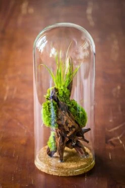 Glass Cloche Dome Tube Glass Cloche Dome With Corkplug Multiple Size Available -Ncyp Garden Sale Shop IMG 8257