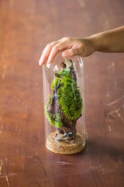 Glass Cloche Dome Tube Glass Cloche Dome With Corkplug Multiple Size Available -Ncyp Garden Sale Shop IMG 8260