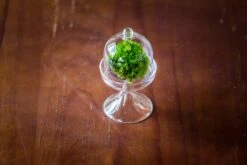 3 Units Mini Glass Serve Stand Dome Cloche Set 7x12.8cm -Ncyp Garden Sale Shop IMG 8264 2