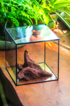 Natural Driftwood For Moss Terrarium, Miniature, Micro Landscape, Unique 10-50, Suitable For Both Live And Preserved Moss -Ncyp Garden Sale Shop IMG 8267