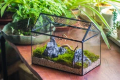 Handmade Close House-shaped Glass Terrarium Enclosure, With Acrylic Mesh Vent, For Jumping Spider, Snail Habitat, Terrarium Only -Ncyp Garden Sale Shop IMG 8273