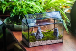 Handmade Close House-shaped Glass Terrarium Enclosure, With Acrylic Mesh Vent, For Jumping Spider, Snail Habitat, Terrarium Only -Ncyp Garden Sale Shop IMG 8274