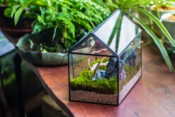 Handmade Close House-shaped Glass Terrarium Enclosure, With Acrylic Mesh Vent, For Jumping Spider, Snail Habitat, Terrarium Only -Ncyp Garden Sale Shop IMG 8275