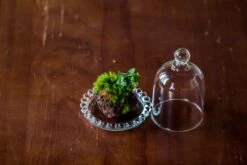 3 Units Mini Bell Shape Glass Cloche Dome With Beaded Decorative Base 9.5x14cm 33 3 Units Mini Bell Shape Glass Cloche Dome With Beaded Decorative Base 9.5x14cm -Ncyp Garden Sale Shop IMG 8276