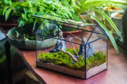 Handmade Close House-shaped Glass Terrarium Enclosure, With Acrylic Mesh Vent, For Jumping Spider, Snail Habitat, Terrarium Only -Ncyp Garden Sale Shop IMG 8277 1