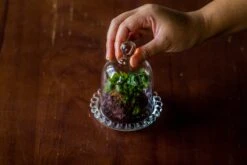 3 Units Mini Bell Shape Glass Cloche Dome With Beaded Decorative Base 9.5x14cm 34 3 Units Mini Bell Shape Glass Cloche Dome With Beaded Decorative Base 9.5x14cm -Ncyp Garden Sale Shop IMG 8277