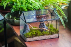 Handmade Close House-shaped Glass Terrarium Enclosure, With Acrylic Mesh Vent, For Jumping Spider, Snail Habitat, Terrarium Only -Ncyp Garden Sale Shop IMG 8278