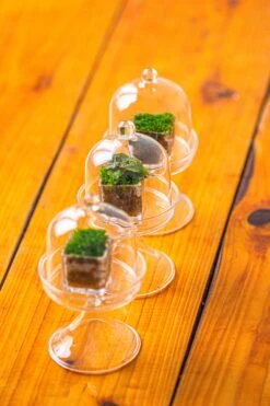 40 Units Mini Acrylic Square Pot For Moss -3cm / 1.2" Side Length -Ncyp Garden Sale Shop IMG 8300