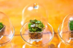 40 Units Mini Acrylic Square Pot For Moss -3cm / 1.2" Side Length -Ncyp Garden Sale Shop IMG 8313