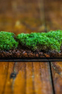 20x30cm Multiple Pieces Live Dry Leucobryum Moss, Cushion Moss Will Regreen, For Terrarium, Micro Landscape -Ncyp Garden Sale Shop IMG 8324