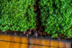 20x30cm Multiple Pieces Live Dry Leucobryum Moss, Cushion Moss Will Regreen, For Terrarium, Micro Landscape -Ncyp Garden Sale Shop IMG 8325