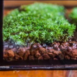 20x30cm Multiple Pieces Live Dry Leucobryum Moss, Cushion Moss Will Regreen, For Terrarium, Micro Landscape -Ncyp Garden Sale Shop IMG 8328