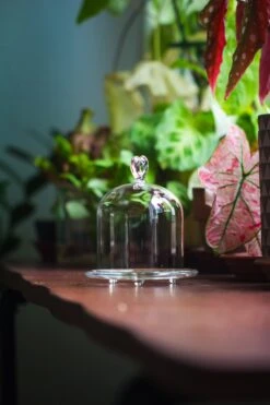 Heart Shape Tip Glass Cloche With Glass Base And Metal Gold Base Set -Ncyp Garden Sale Shop IMG 8369