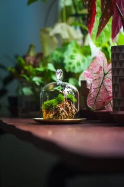 Heart Shape Tip Glass Cloche With Glass Base And Metal Gold Base Set -Ncyp Garden Sale Shop IMG 8370 2