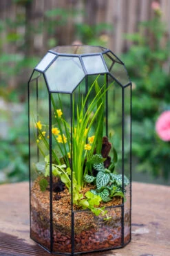 Vintage Tall Octagon Geometric Tin Glass Terrarium , 12.6" , Open, Suitable For Tall Plants, Orchid, Small Begonia Pitcher, Micro Landscape -with White Light Set -Ncyp Garden Sale Shop IMG 8439 9d5bb23c 128d 421a 8ea3 49da7ecee1f3