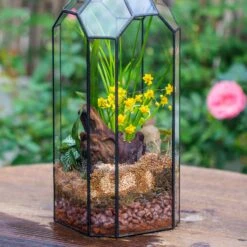 Basic Moss Terrarium Planting KIT, Suitable For Terrarium, Moss, Fern, Orchid, Begonia, Small Tropical 20 Basic Moss Terrarium Planting KIT, Suitable For Terrarium, Moss, Fern, Orchid, Begonia, Small Tropical -Ncyp Garden Sale Shop IMG 8442 ab01a217 4f3a 4e86 9828 5cfb3ea4be29