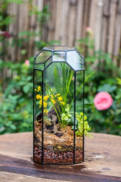 Vintage Tall Octagon Geometric Tin Glass Terrarium , 12.6" , Open, Suitable For Tall Plants, Orchid, Small Begonia Pitcher, Micro Landscape -with White Light Set -Ncyp Garden Sale Shop IMG 8444 9187e902 7641 4eb4 8775 a61d73952d79