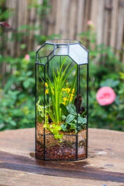 Vintage Tall Octagon Geometric Tin Glass Terrarium , 12.6" , Open, Suitable For Tall Plants, Orchid, Small Begonia Pitcher, Micro Landscape -with Warm Light Set -Ncyp Garden Sale Shop IMG 8445 f36a28e3 4bc8 43f7 9057 2cf8636e1bae