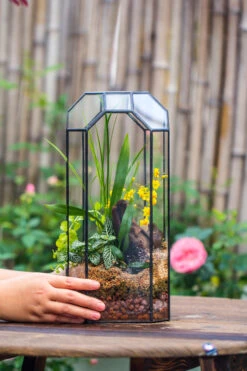 Vintage Tall Octagon Geometric Tin Glass Terrarium , 12.6" , Open, Suitable For Tall Plants, Orchid, Small Begonia Pitcher, Micro Landscape -with White Light Set -Ncyp Garden Sale Shop IMG 8449 27e2cd62 72ce 4ff7 b3f0 7ae75c10eacd