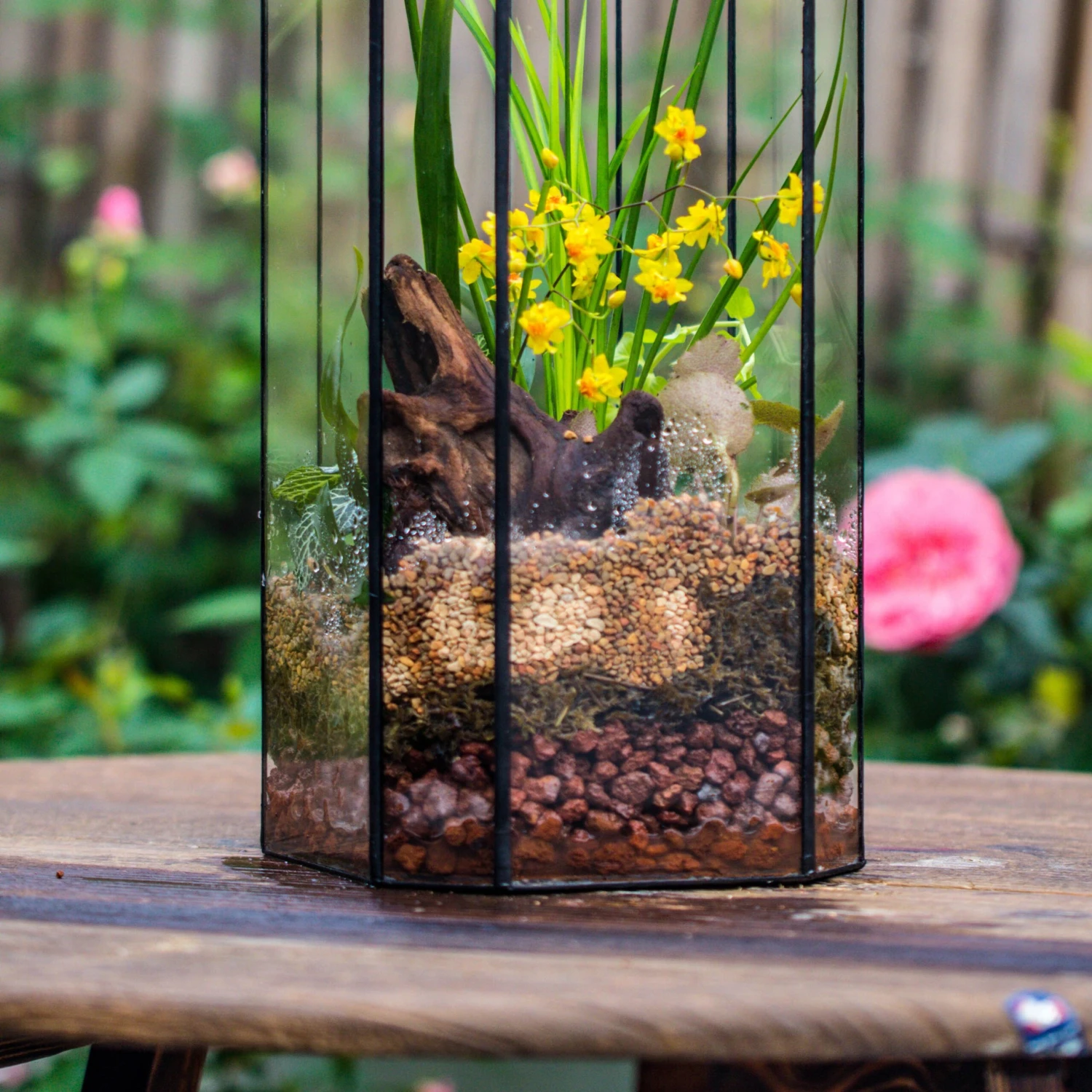 Basic Moss Terrarium Planting KIT, Suitable For Terrarium, Moss, Fern, Orchid, Begonia, Small Tropical 10 Basic Moss Terrarium Planting KIT, Suitable For Terrarium, Moss, Fern, Orchid, Begonia, Small Tropical - Image 10