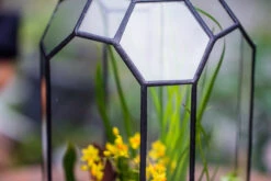 Vintage Tall Octagon Geometric Tin Glass Terrarium , 12.6" , Open, Suitable For Tall Plants, Orchid, Small Begonia Pitcher, Micro Landscape -with White Light Set -Ncyp Garden Sale Shop IMG 8453 6618a340 937b 477c a969 15f1bb01a9d1