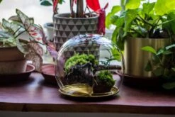 Large Glass Globe Cloche Terrarium With Glass Base And Metal Base Set 25 Large Glass Globe Cloche Terrarium With Glass Base And Metal Base Set -Ncyp Garden Sale Shop IMG 8463