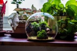 Large Glass Globe Cloche Terrarium With Glass Base And Metal Base Set 26 Large Glass Globe Cloche Terrarium With Glass Base And Metal Base Set -Ncyp Garden Sale Shop IMG 8468