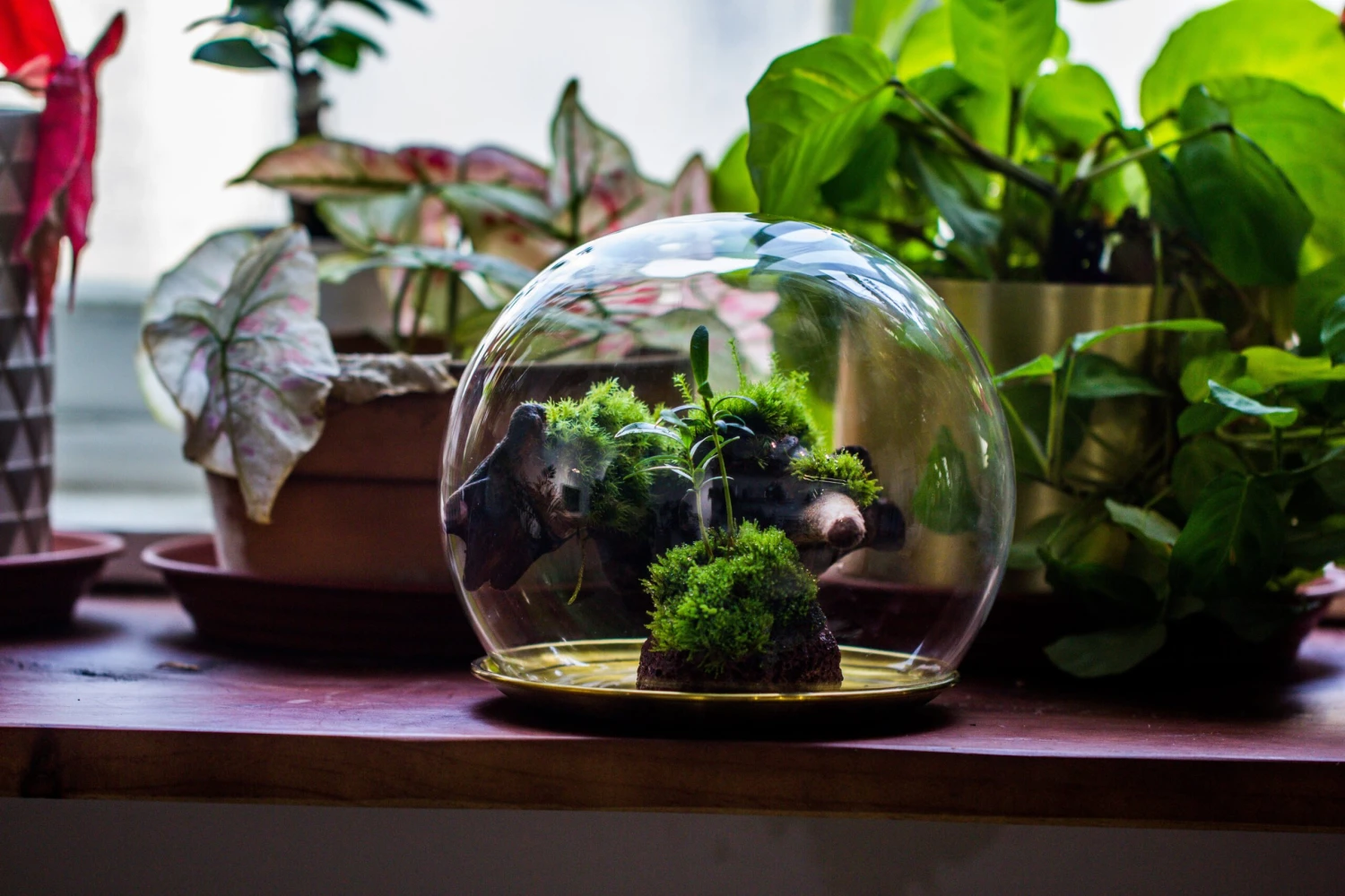 Large Glass Globe Cloche Terrarium With Glass Base And Metal Base Set 7 Large Glass Globe Cloche Terrarium With Glass Base And Metal Base Set - Image 7