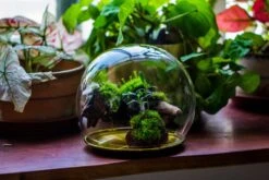 Large Glass Globe Cloche Terrarium With Glass Base And Metal Base Set 27 Large Glass Globe Cloche Terrarium With Glass Base And Metal Base Set -Ncyp Garden Sale Shop IMG 8470