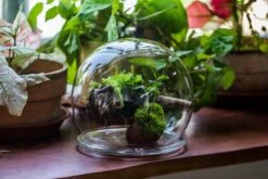 Large Glass Globe Cloche Terrarium With Glass Base And Metal Base Set 28 Large Glass Globe Cloche Terrarium With Glass Base And Metal Base Set -Ncyp Garden Sale Shop IMG 8473