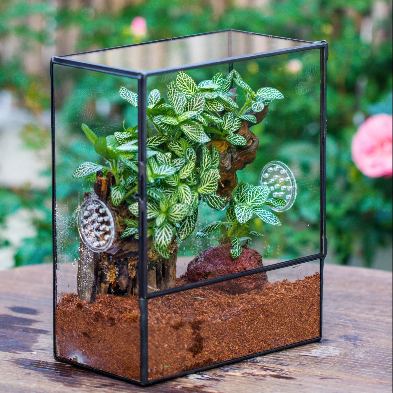 Handmade Close Glass Terrarium With Vents, With LED Grow Light Set, FOR Insects, Bugs 2 Handmade Close Glass Terrarium With Vents, With LED Grow Light Set, FOR Insects, Bugs - Image 2