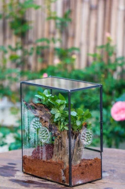 Close Geometric Glass Tin Terrarium With 3 Vents , 8x10" With Side Door, For Insects, Snail , Spider, Micro Landscape 38 Close Geometric Glass Tin Terrarium With 3 Vents , 8x10" With Side Door, For Insects, Snail , Spider, Micro Landscape -Ncyp Garden Sale Shop IMG 8482