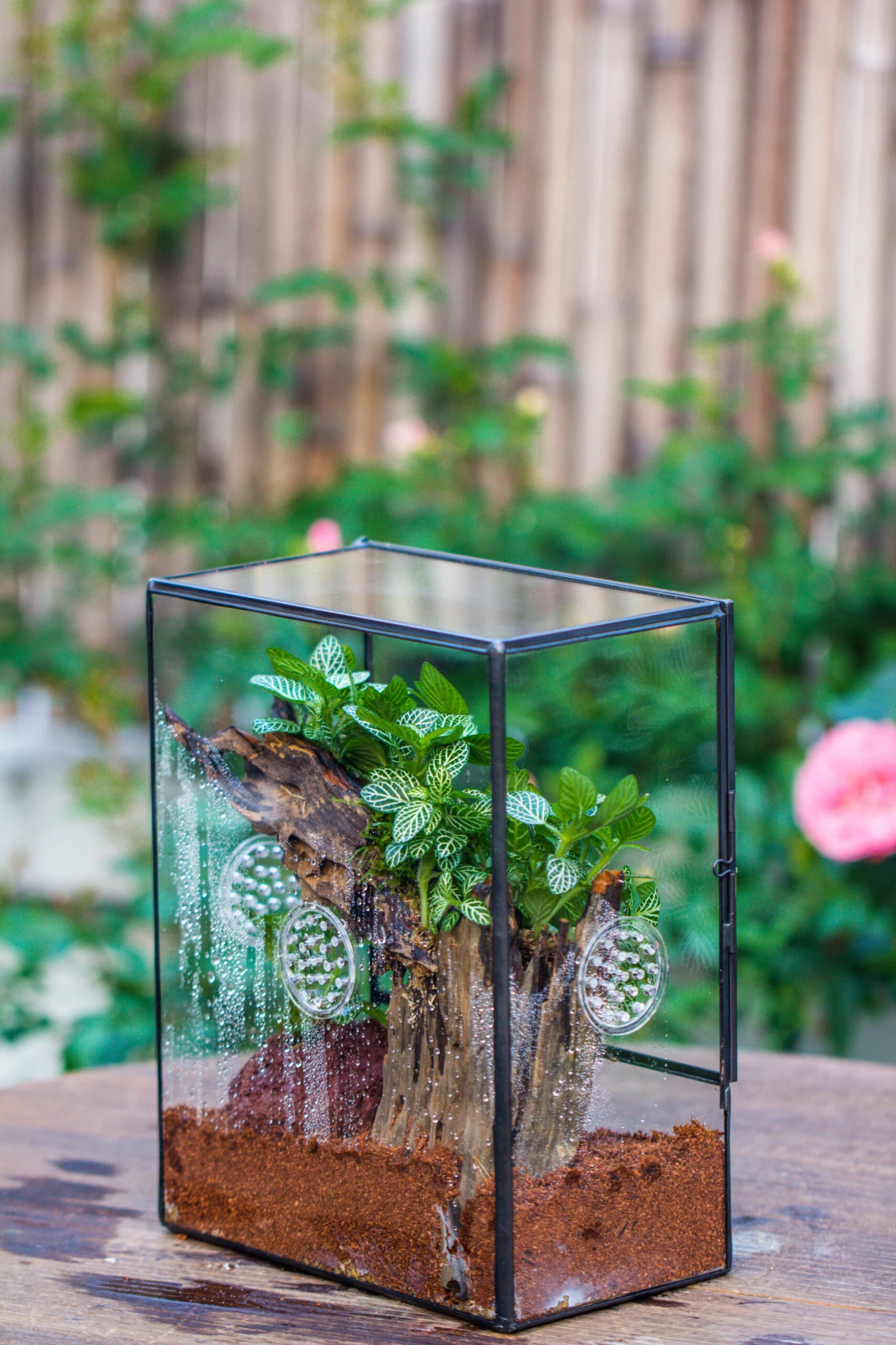 Close Geometric Glass Tin Terrarium With 3 Vents , 8x10" With Side Door, For Insects, Snail , Spider, Micro Landscape 19 Close Geometric Glass Tin Terrarium With 3 Vents , 8x10" With Side Door, For Insects, Snail , Spider, Micro Landscape - Image 19